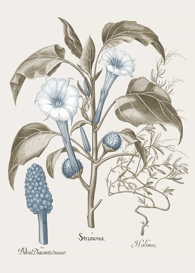 Basilius Besler