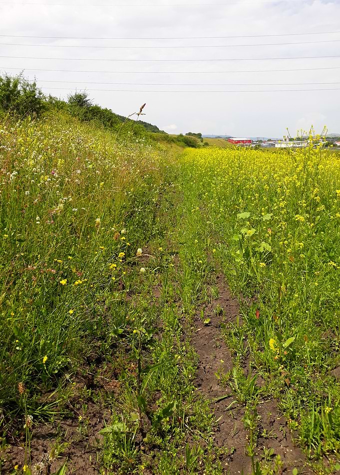 June countryside