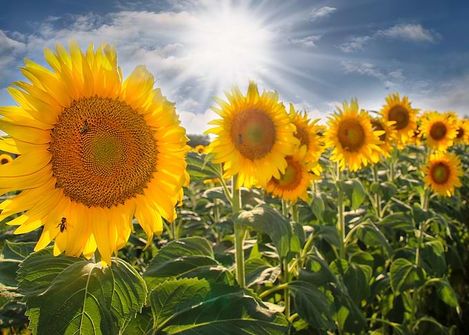 Suns