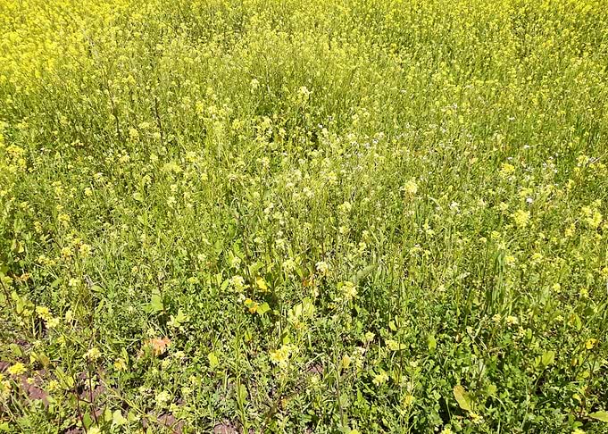 Canola