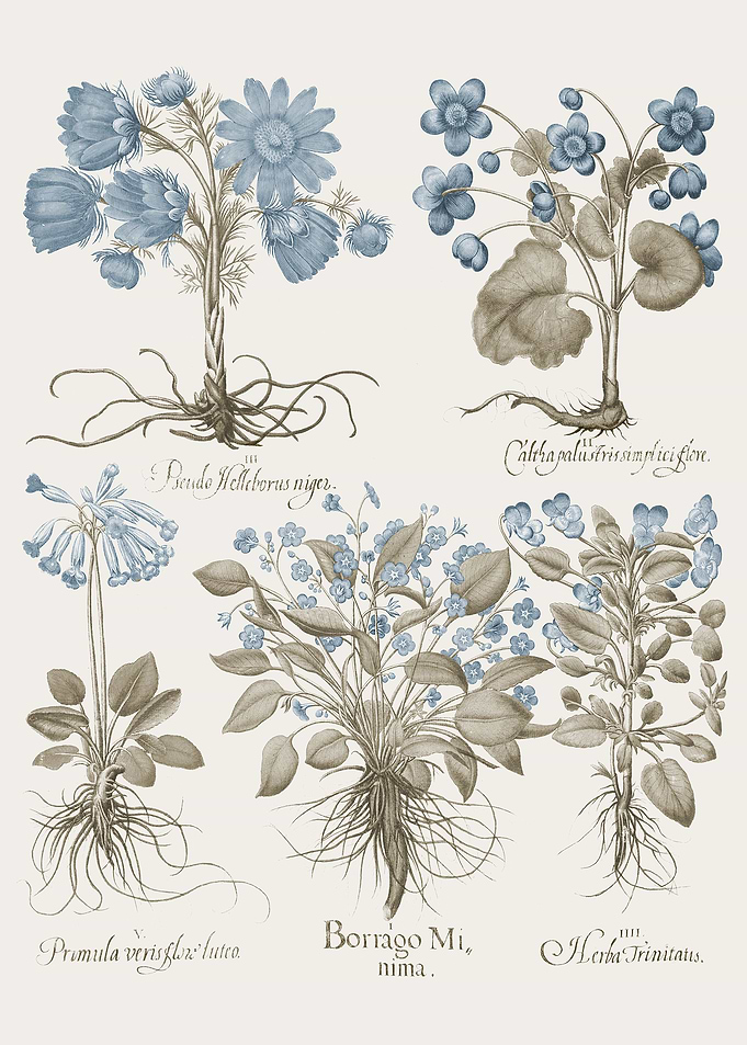 Basilius Besler
