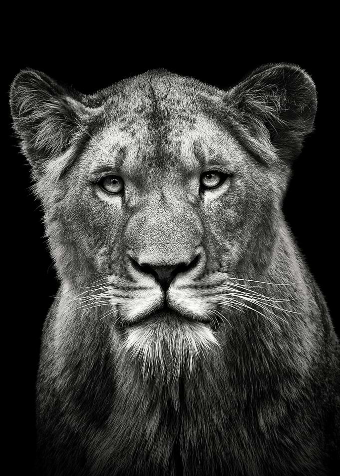 lion head black and white