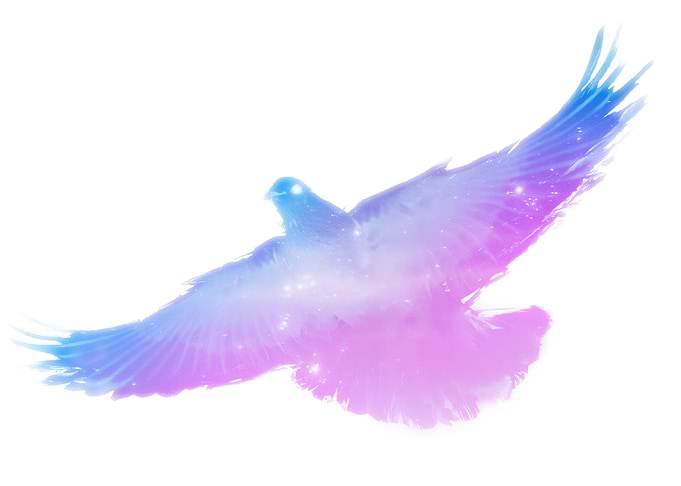 Blue Pigeon