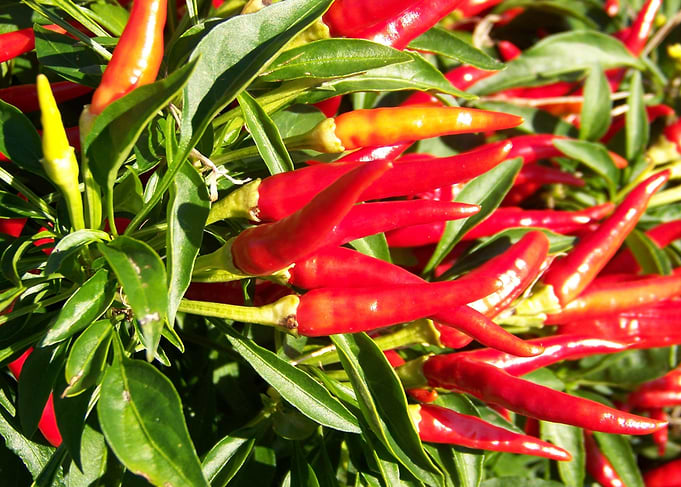 Peppers on the vine