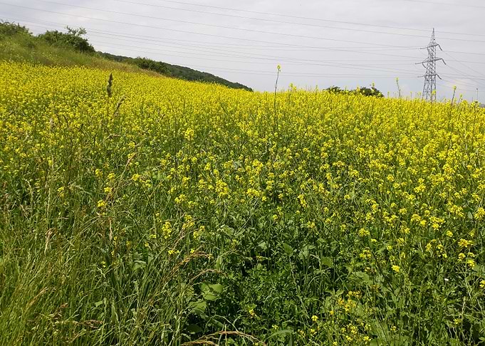 Canola field landscape