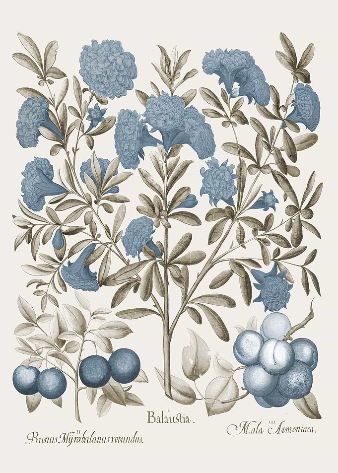 Basilius Besler