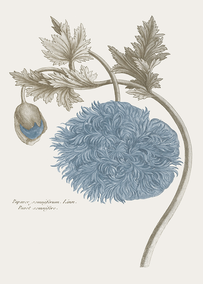 Basilius Besler