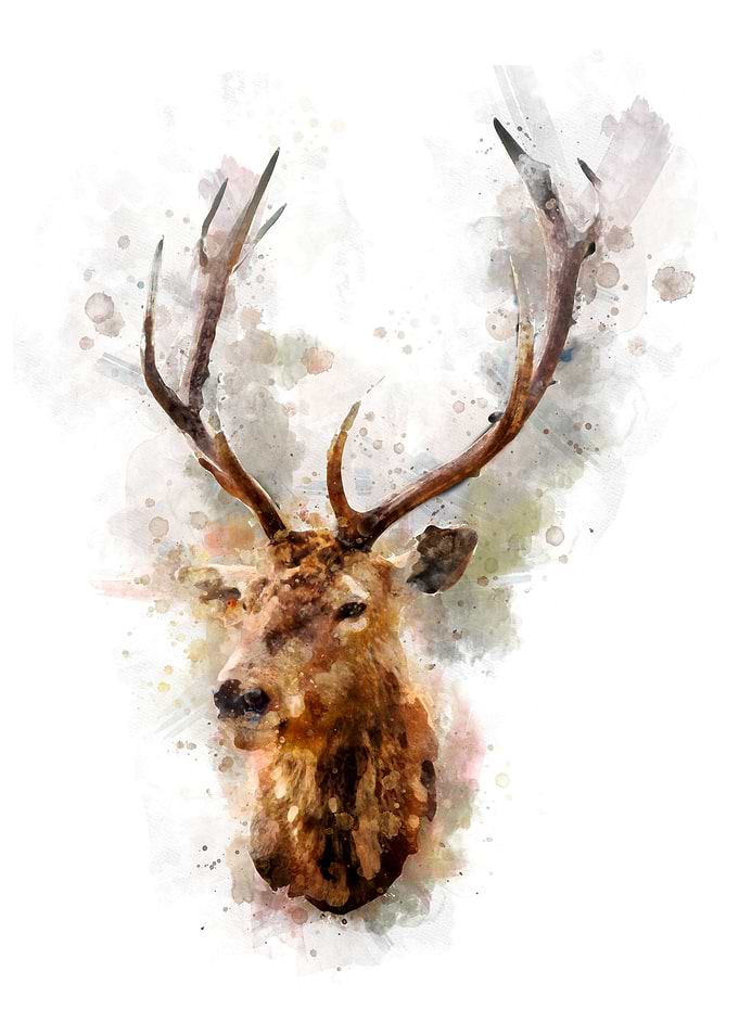 Watercolor Reindeer