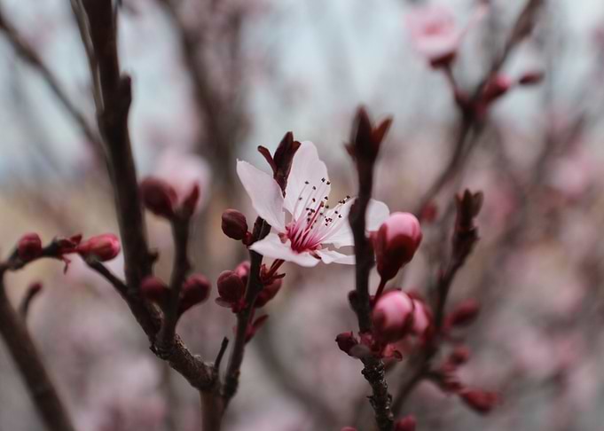cherry blossom