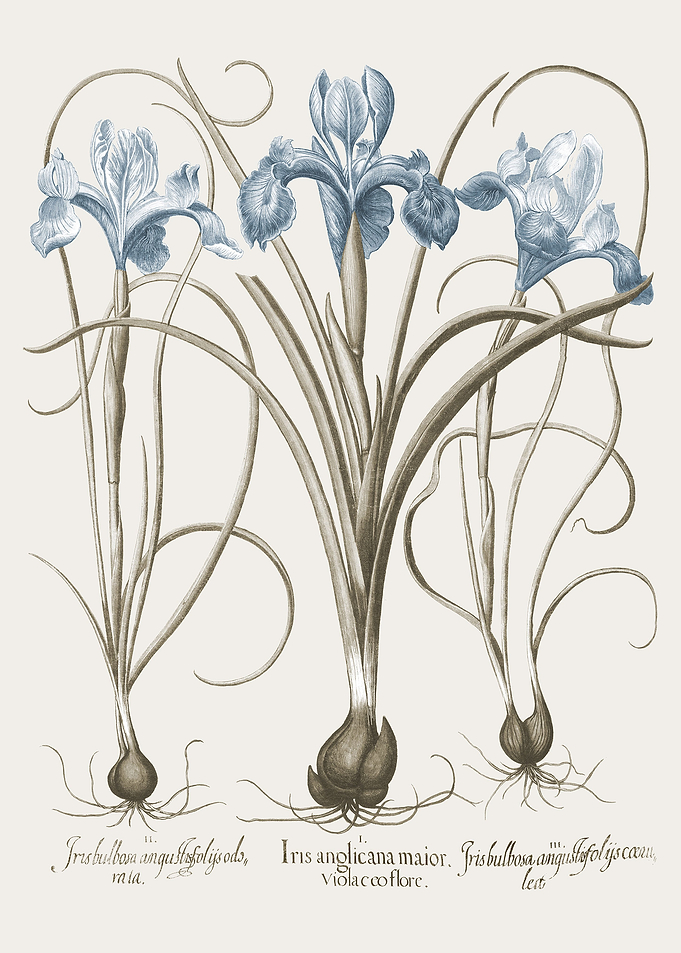 Basilius Besler Hortus Eys