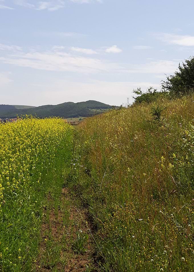 June landscape