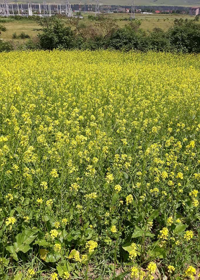 Rapeseed field detail