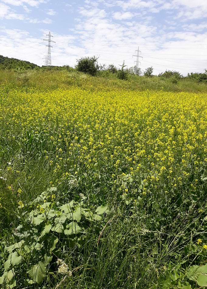 Field of canola