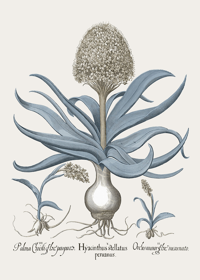Basilius Besler