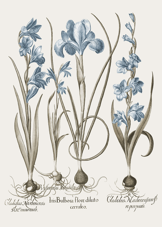 Basilius Besler