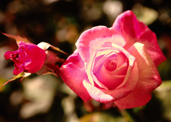 Pink rose