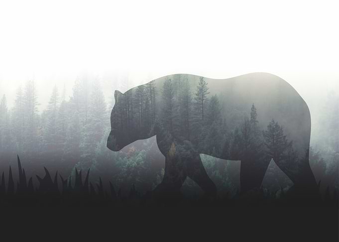 Bear Silhouette