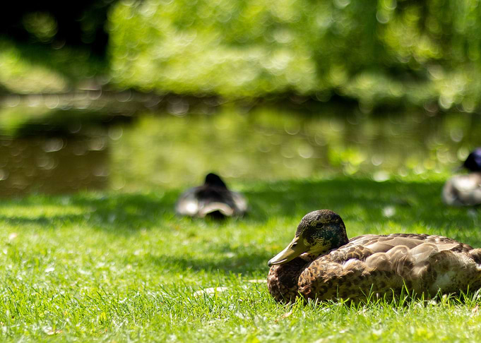 Ducks