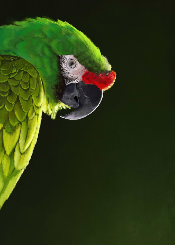 Military Macaw
