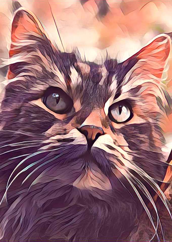 Cute Kitty05