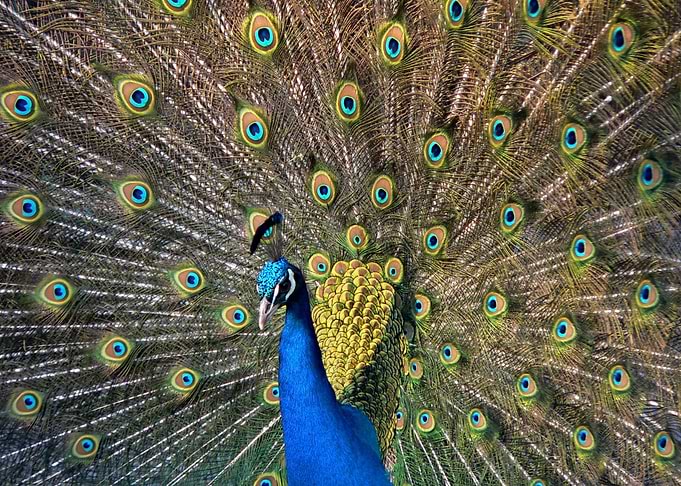 Peacock with feather wheel