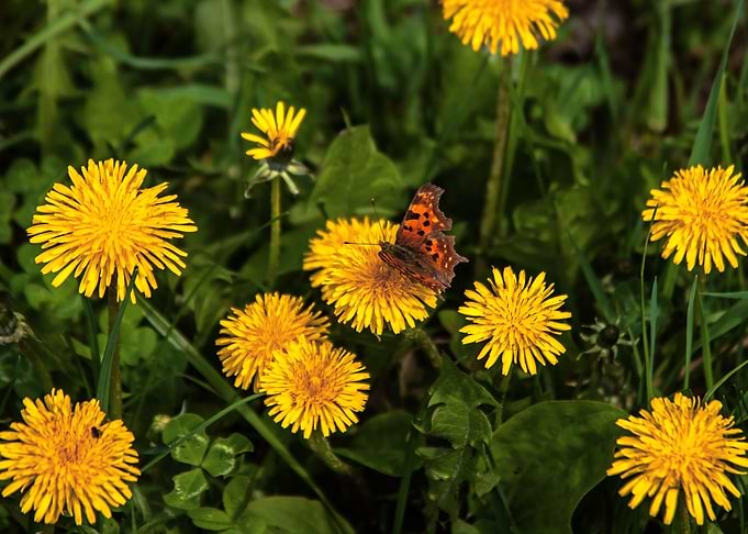 Butterfly on dandelion