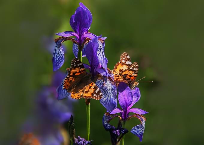 Just Butterfly on the iris