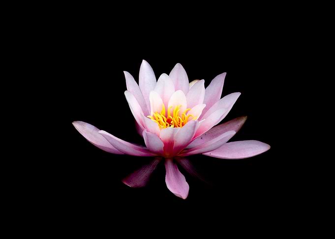 Water Lily on Black