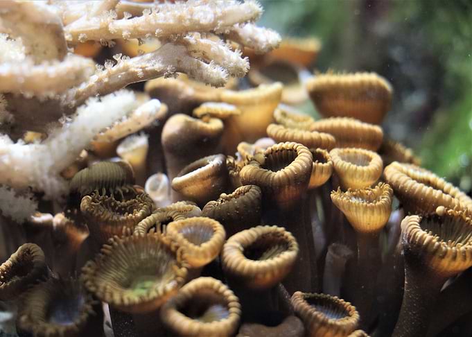 Corals