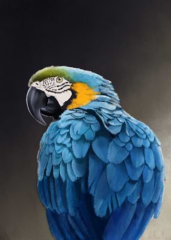 Blue and Gold Macaw