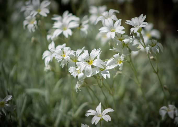 Beautiful white