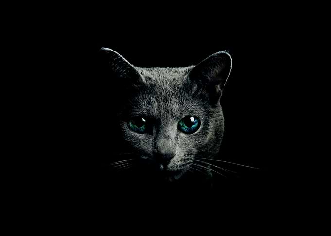 Lightning Kitty