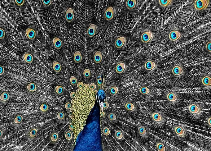 Peacock with feather wheel