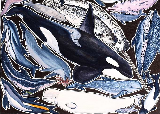 Dolphins orca beluga