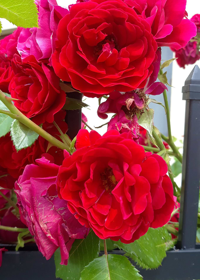 English rose garden