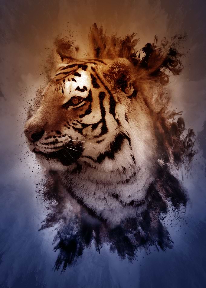 Tiger Colour Burst