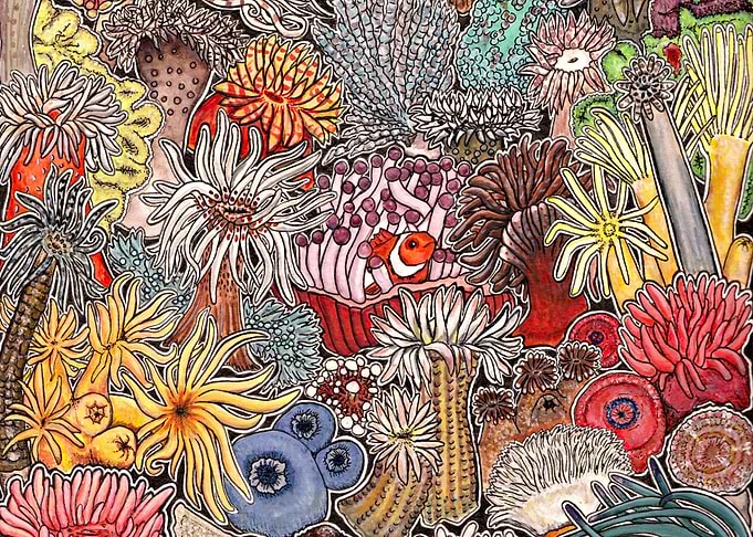 Clownfish and sea anemones