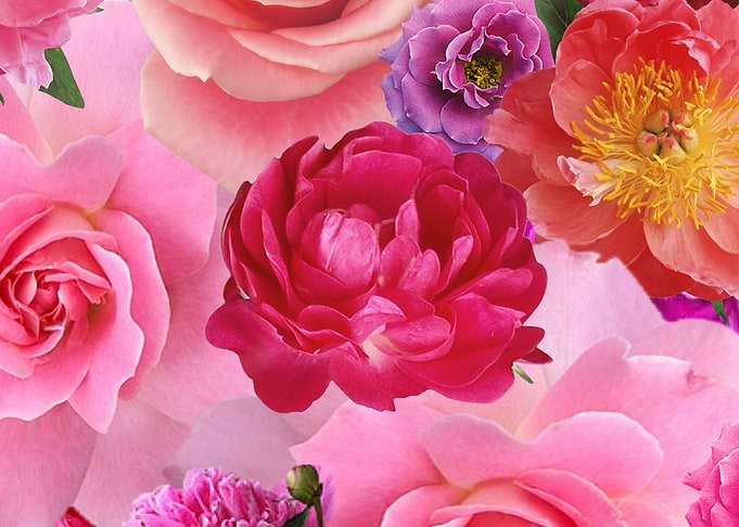 Pink Flower abundance