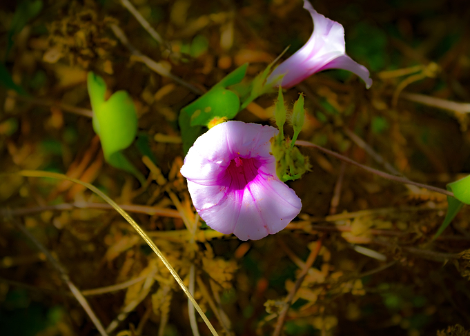 flower