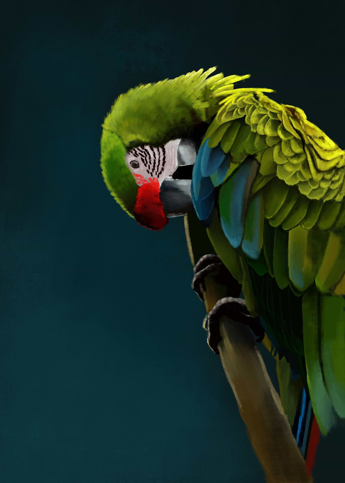 Great Green Macaw