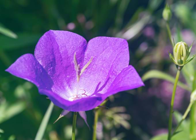 Violet bellflower