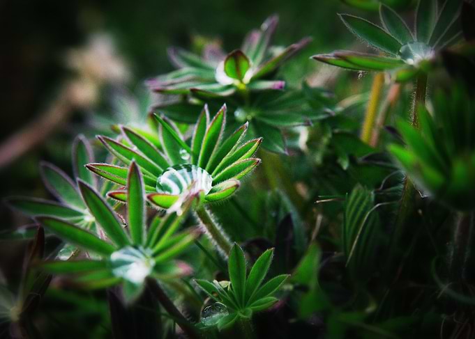 Lupines in Spring 3
