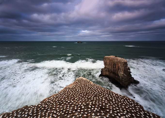 Muriwai Gannet Colony