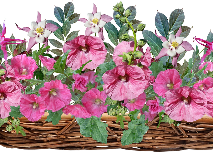 A Basket of Hollyhocks