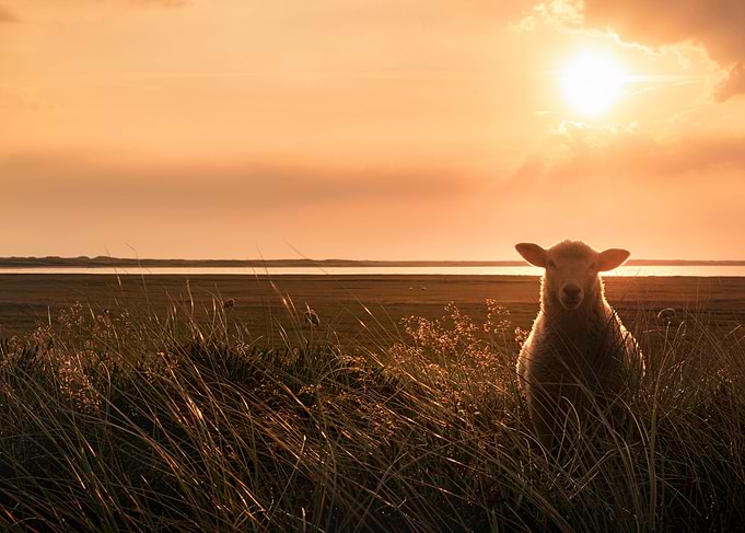 Young sheep in tall grass