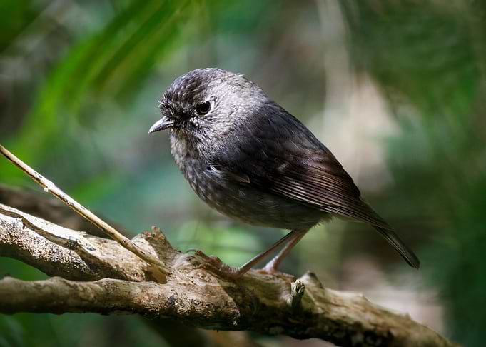 New Zealand Robin