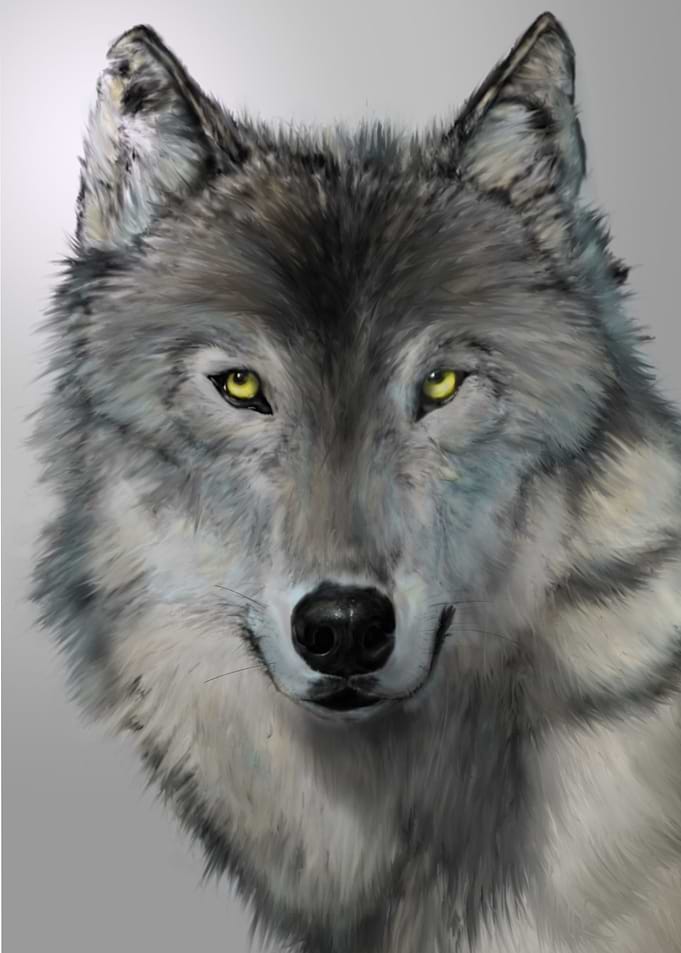 Wolf