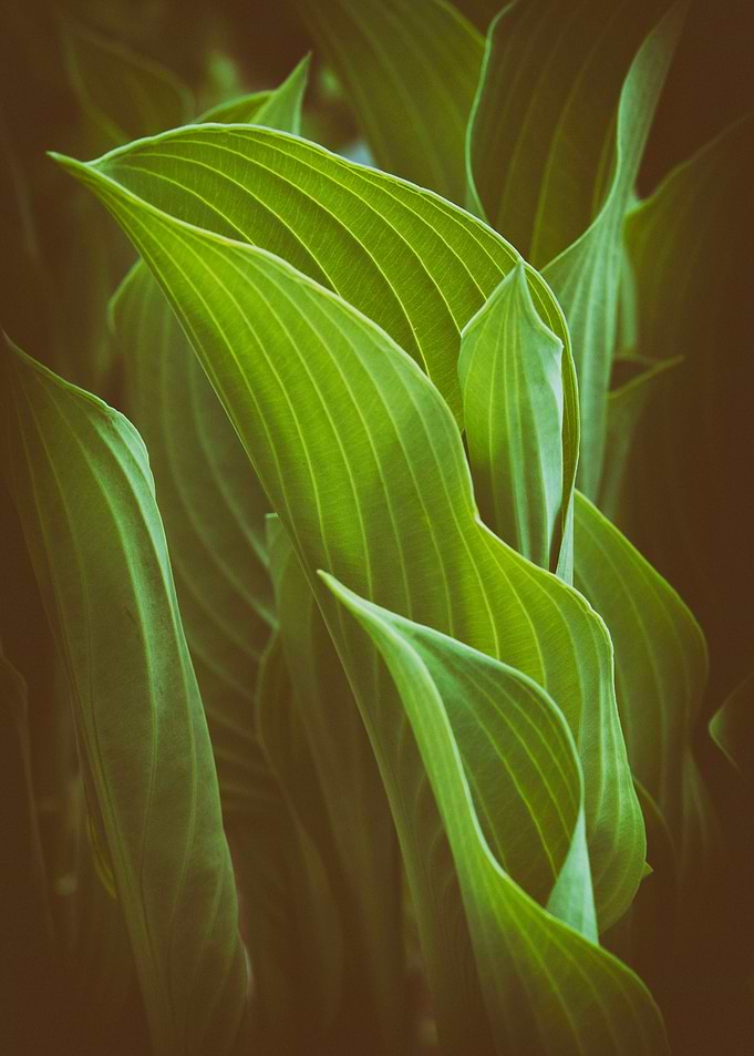Leaf and Learn 2