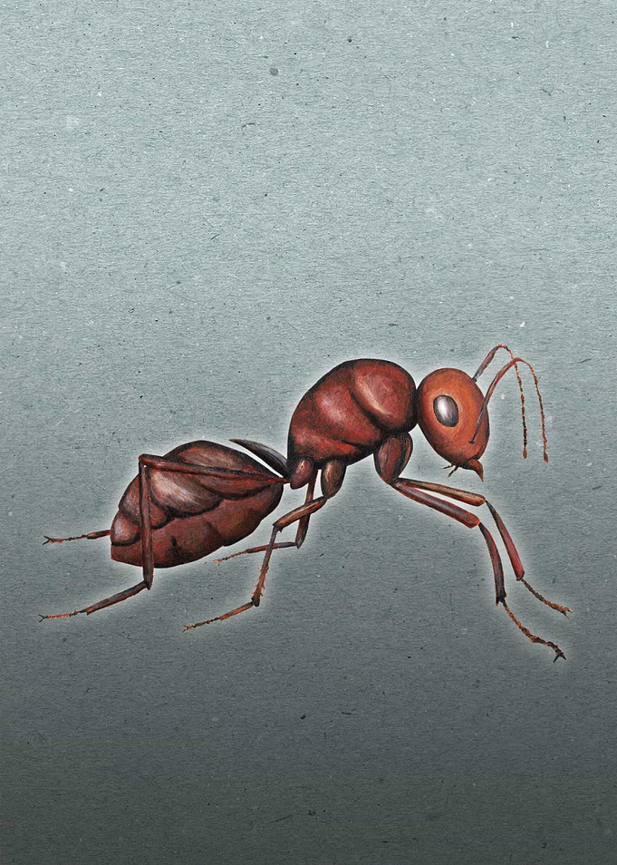 Red ant