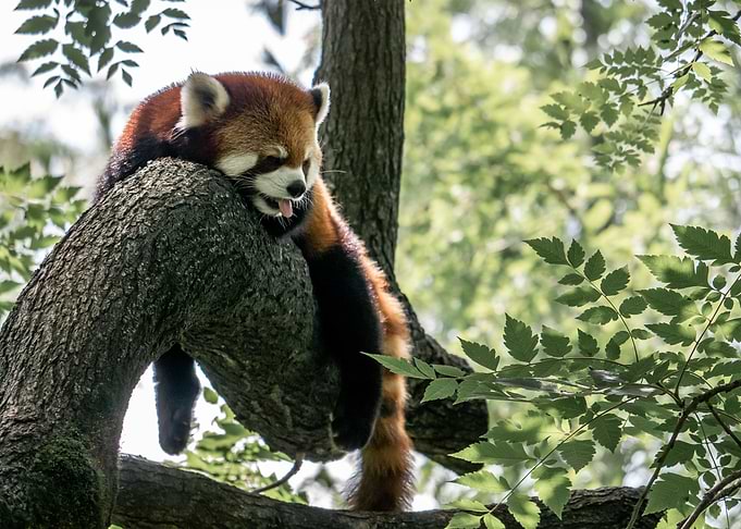 Portrait of a Red Panda